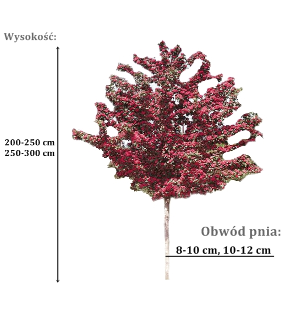 glog pauls scarlet  -duze sadzonki drzewa o roznych obwodach pnia 
